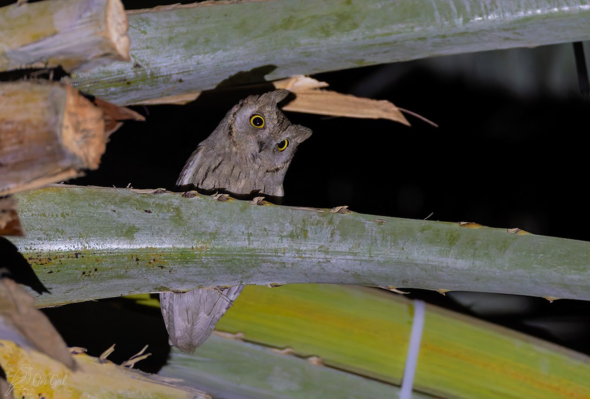 Pallid Scops-Owl - ML637142975