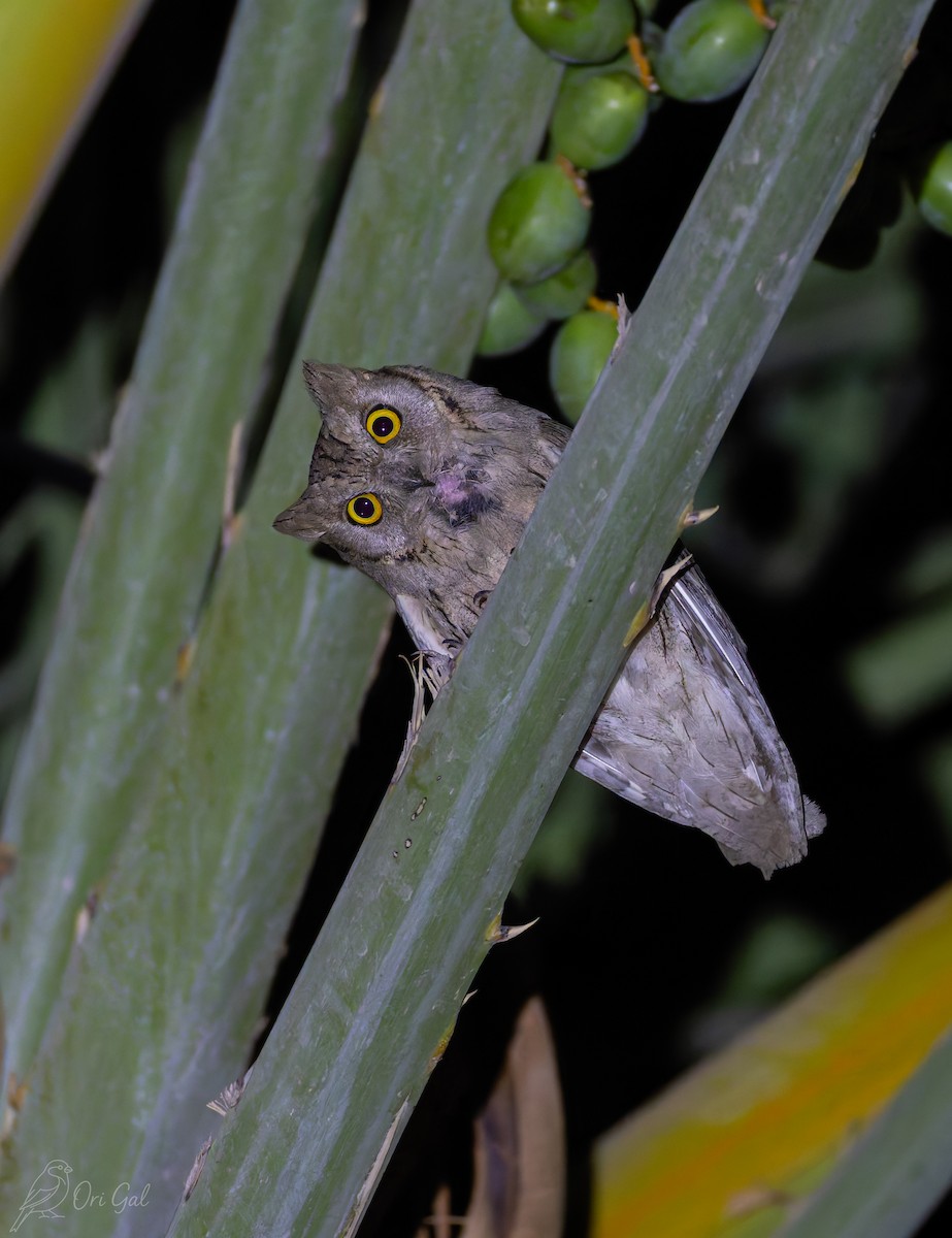 Pallid Scops-Owl - ML637142976