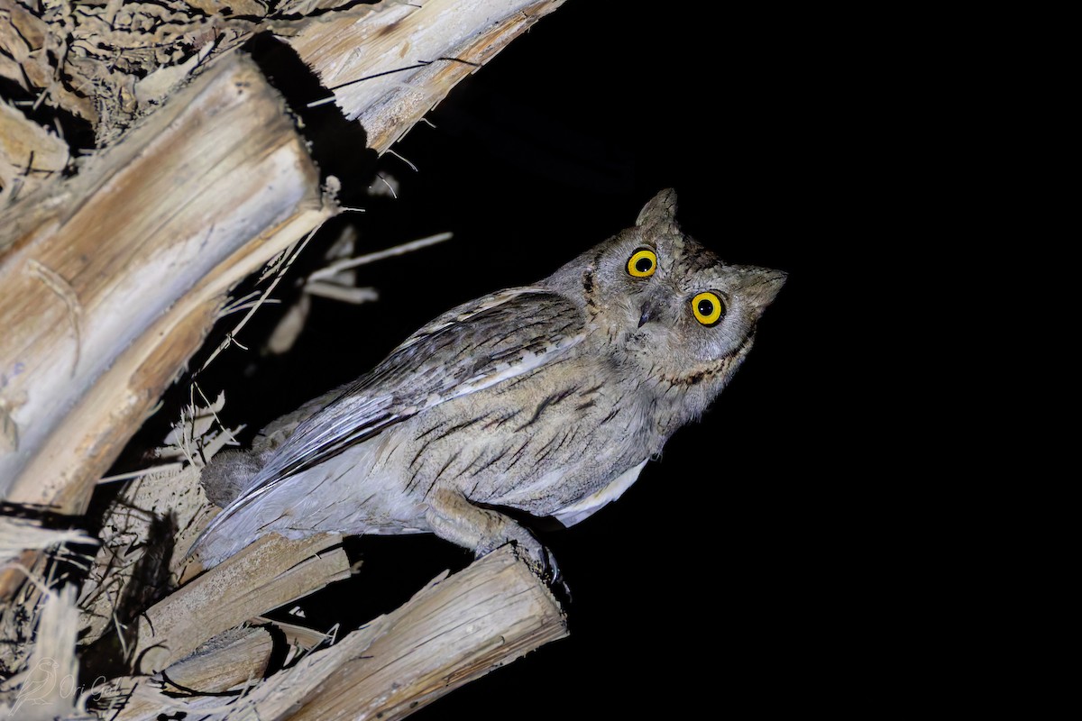 Pallid Scops-Owl - ML637142978