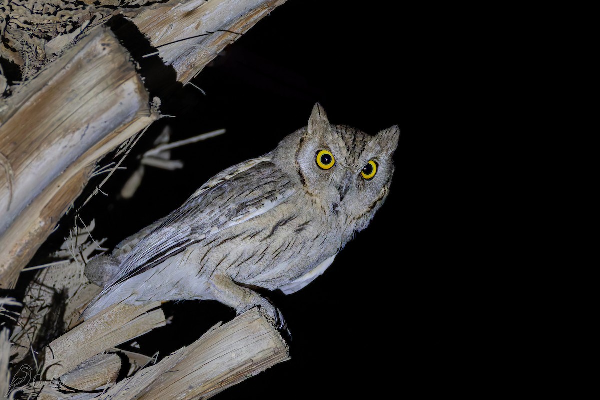 Pallid Scops-Owl - ML637142979