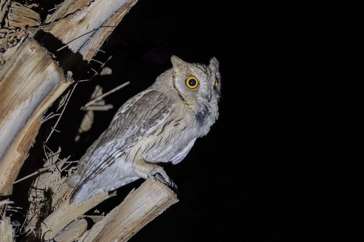 Pallid Scops-Owl - ML637142981