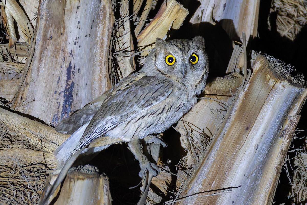 Pallid Scops-Owl - ML637142982