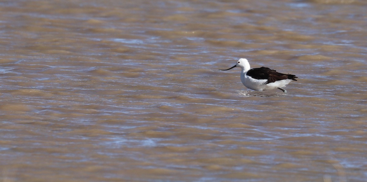 Andean Avocet - ML637143013