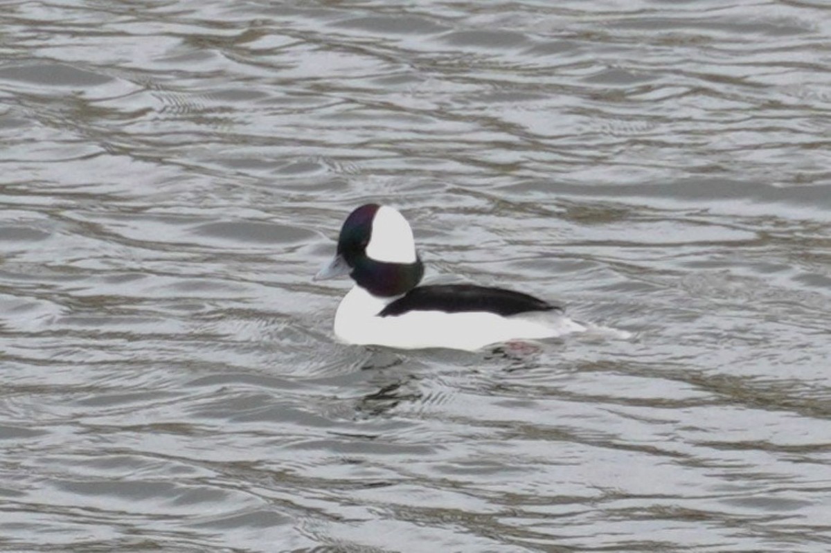 Bufflehead - ML637143087