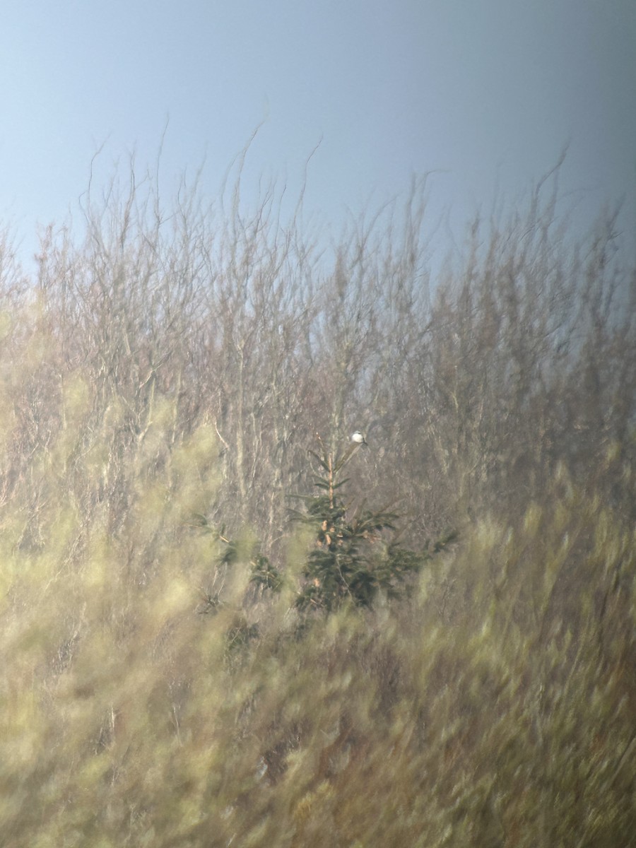 Great Gray Shrike (Great Gray) - ML637143095
