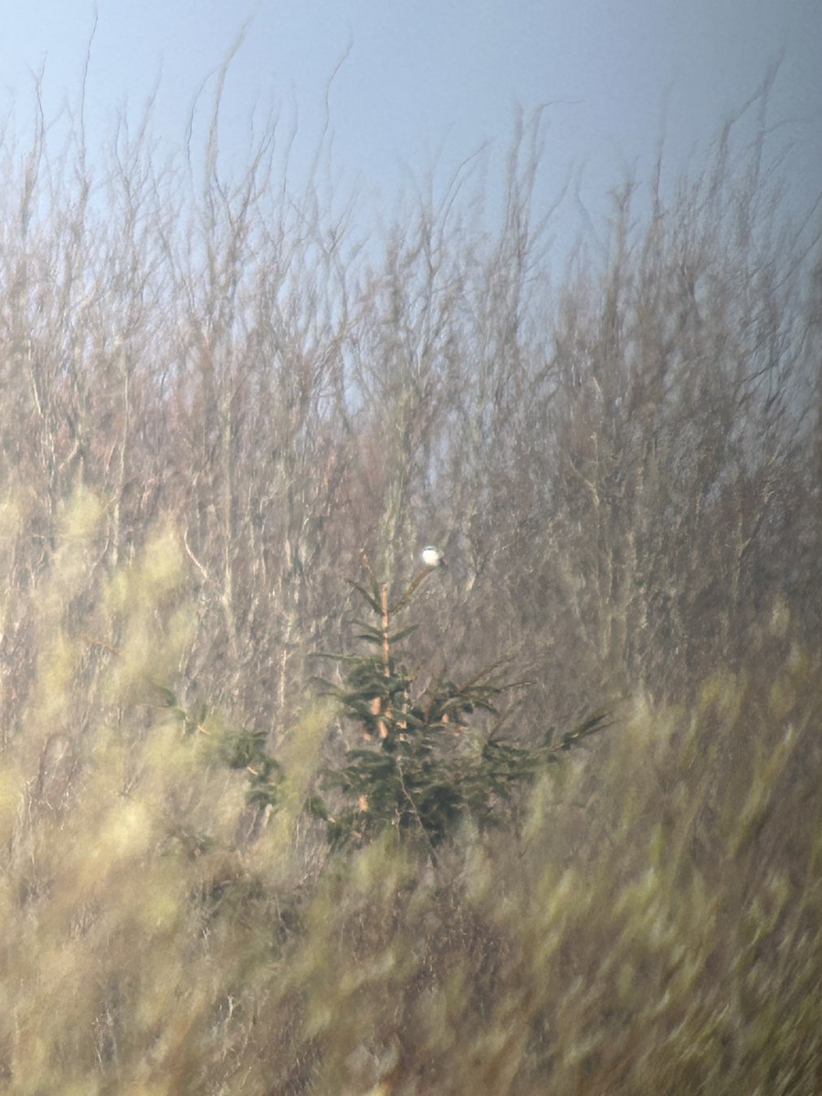Great Gray Shrike (Great Gray) - ML637143096