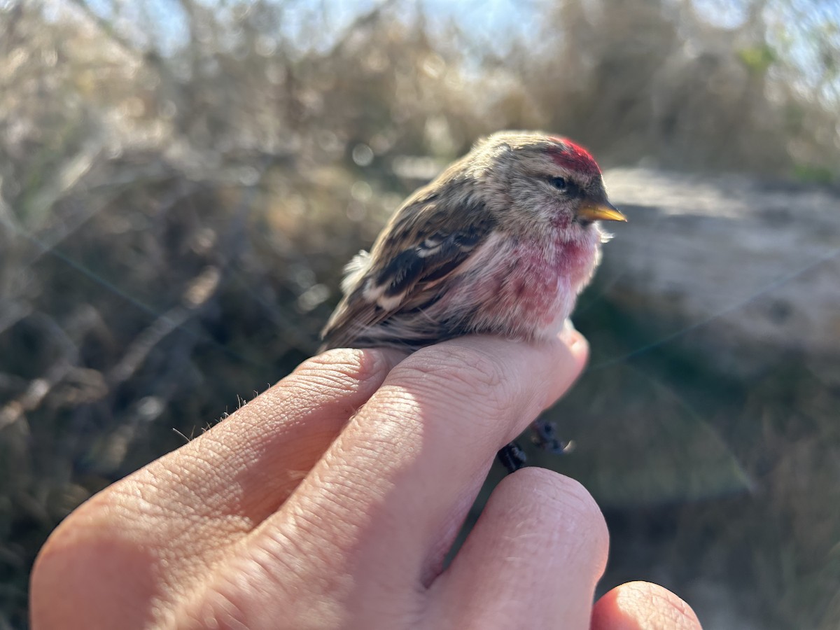 Redpoll (Common) - ML637143152