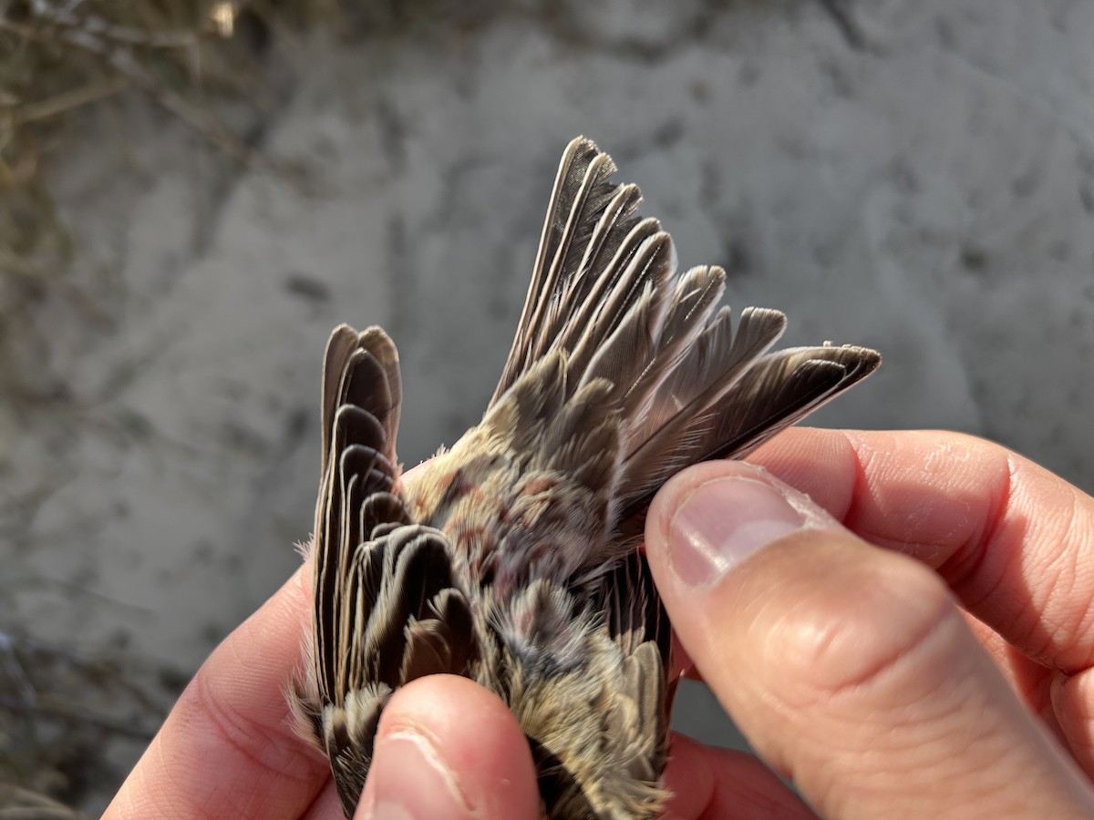 Redpoll (Common) - ML637143153
