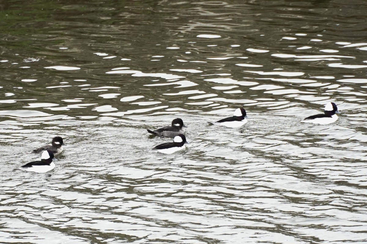Bufflehead - ML637143202