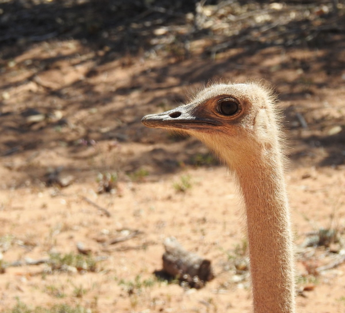 Common Ostrich - ML637143225