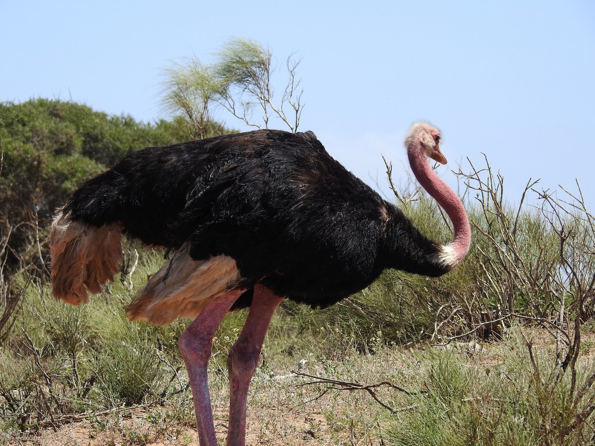 Common Ostrich - ML637143226