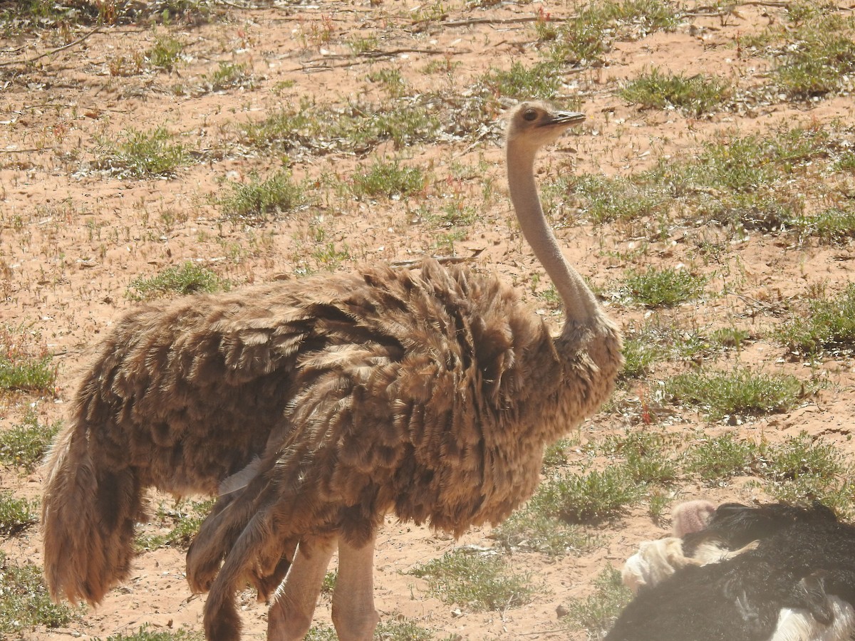 Common Ostrich - ML637143227