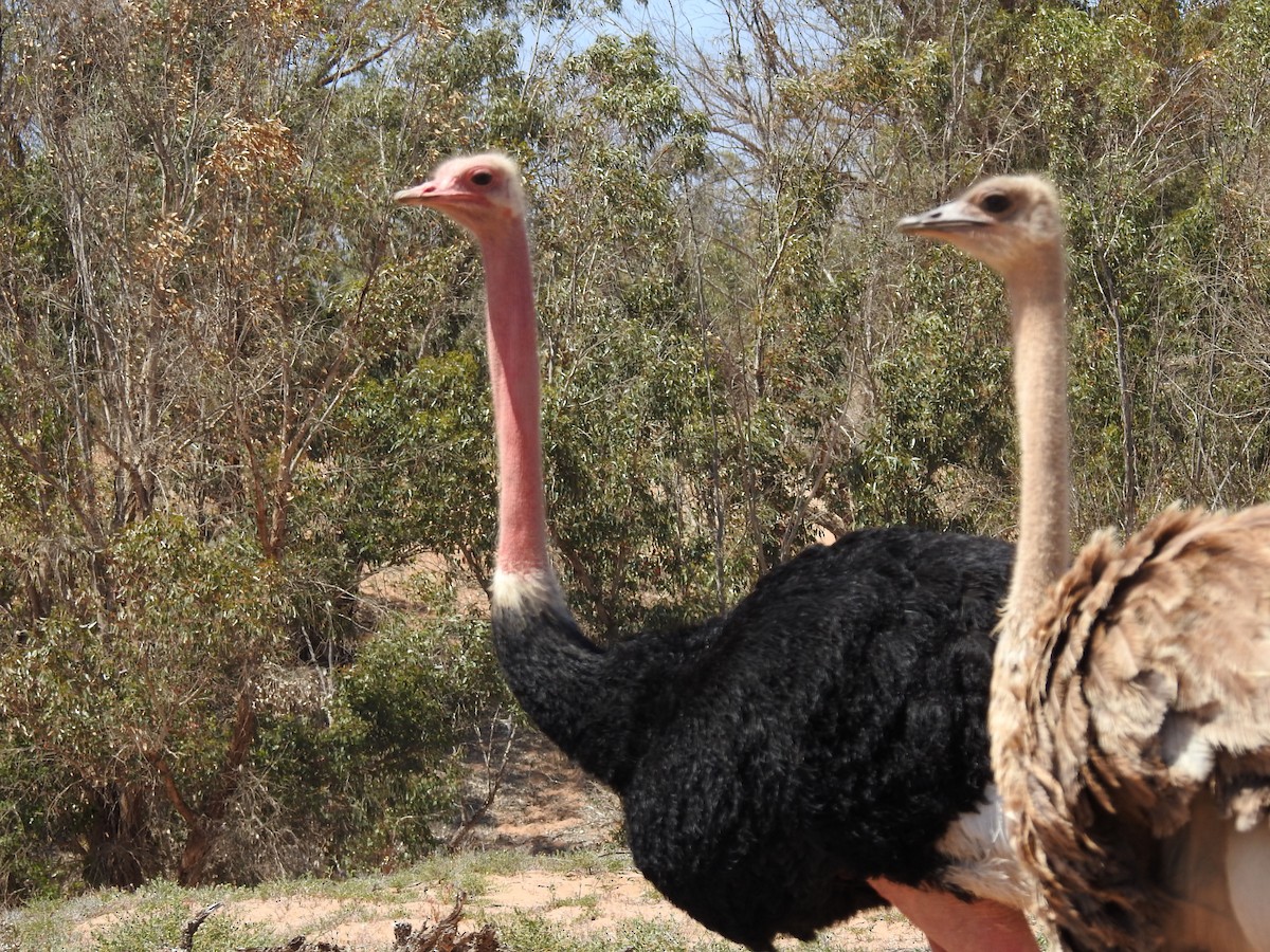 Common Ostrich - ML637143228