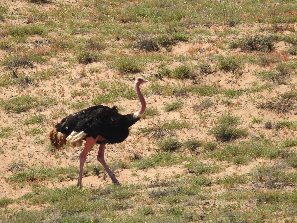 Common Ostrich - ML637143230