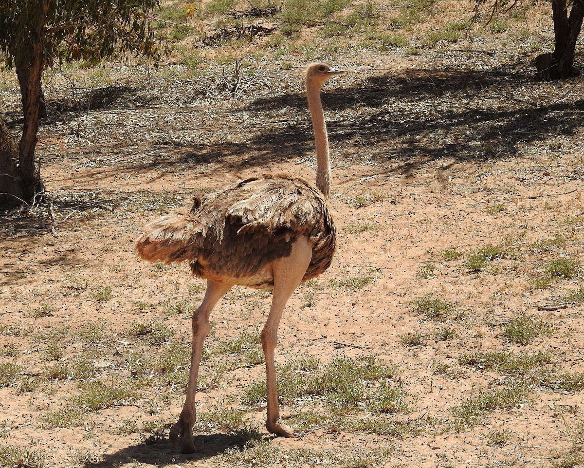 Common Ostrich - ML637143231