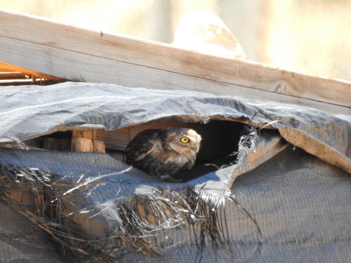 Little Owl - ML637143236