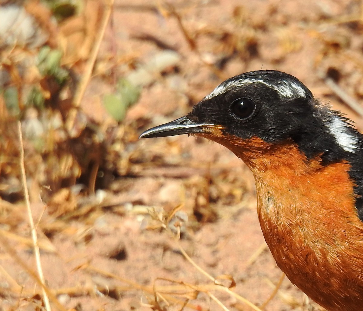 Moussier's Redstart - ML637143242