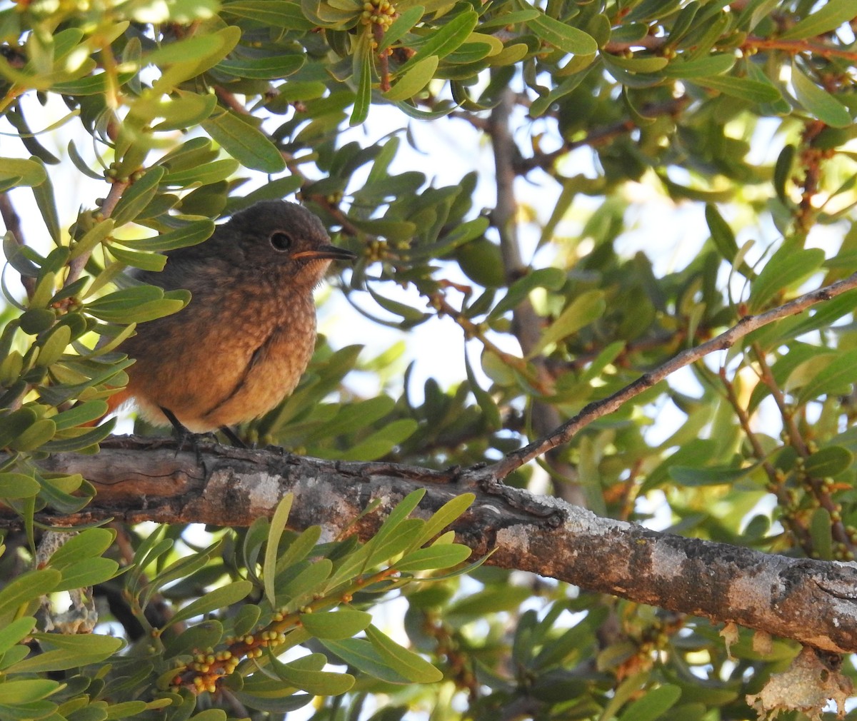 Moussier's Redstart - ML637143243