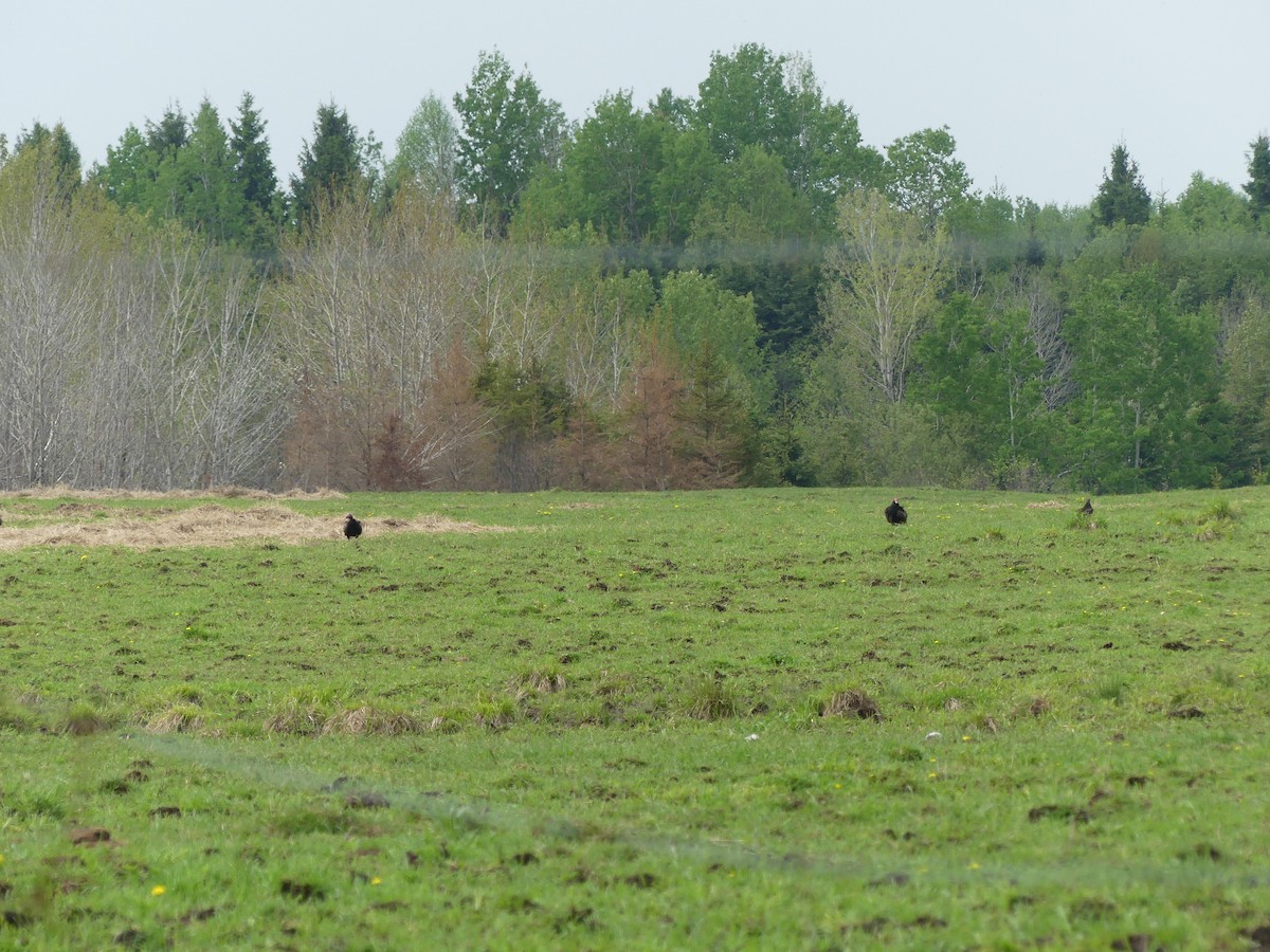 Turkey Vulture - ML637143245