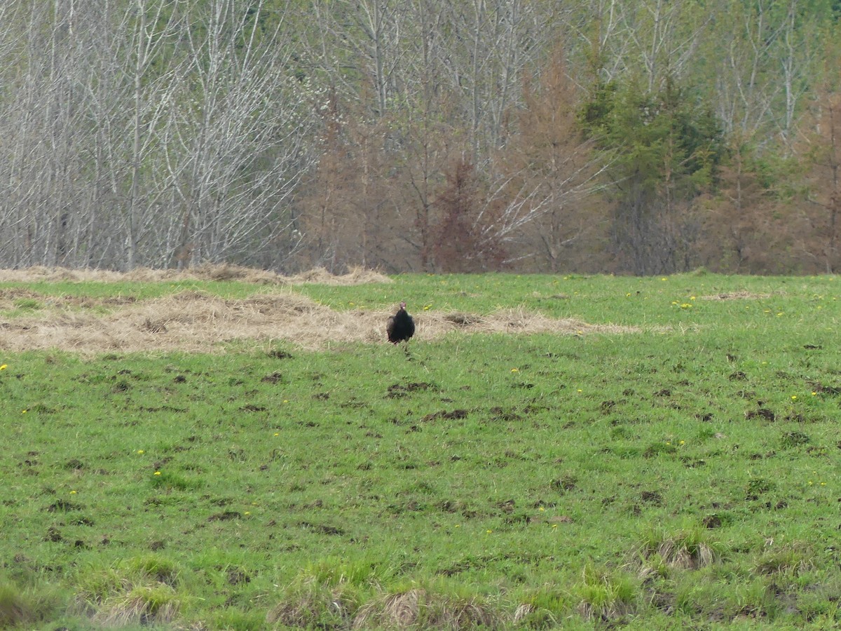 Turkey Vulture - ML637143246