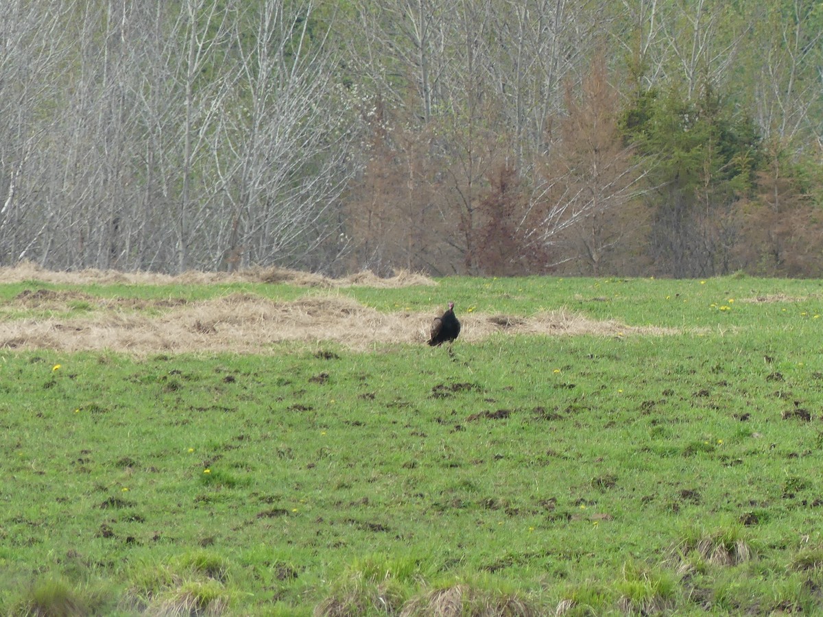 Turkey Vulture - ML637143247