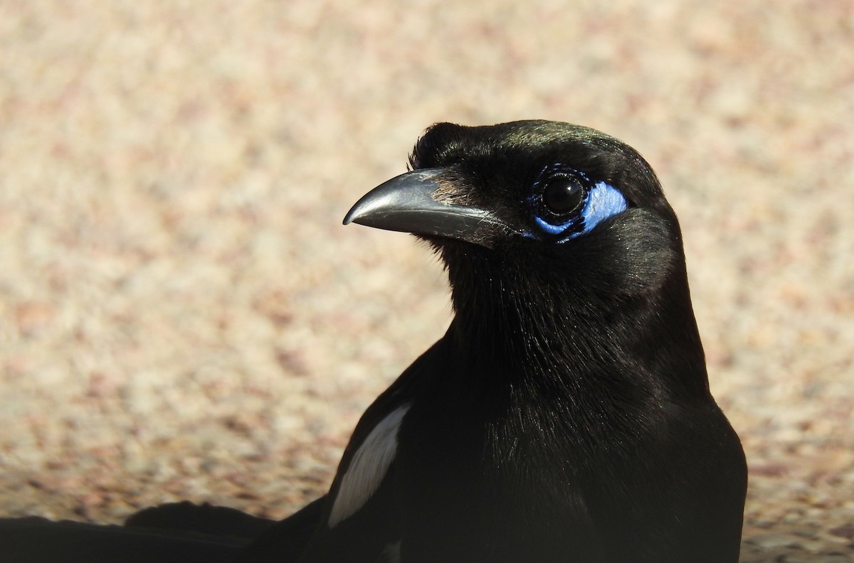 Maghreb Magpie - ML637143260