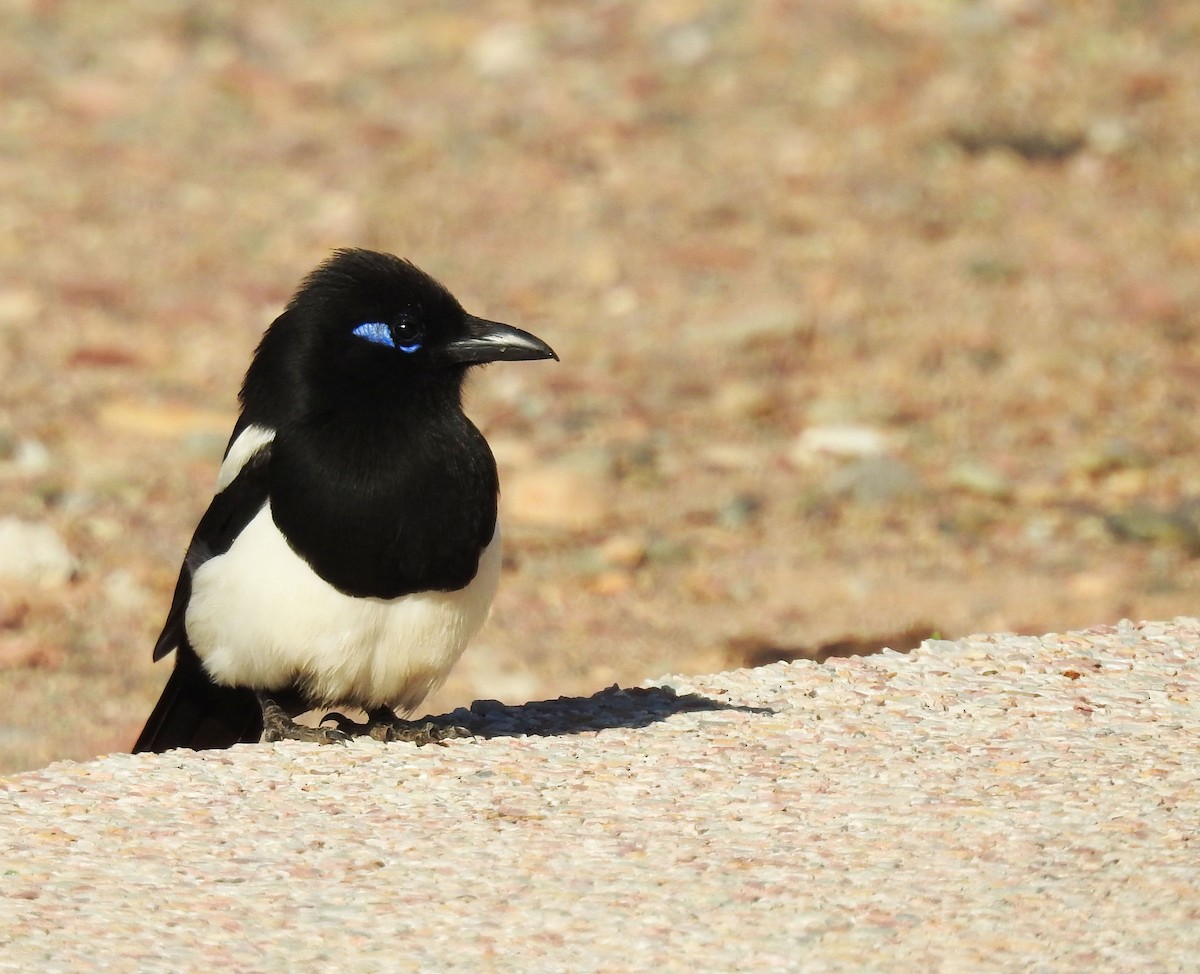 Maghreb Magpie - ML637143261