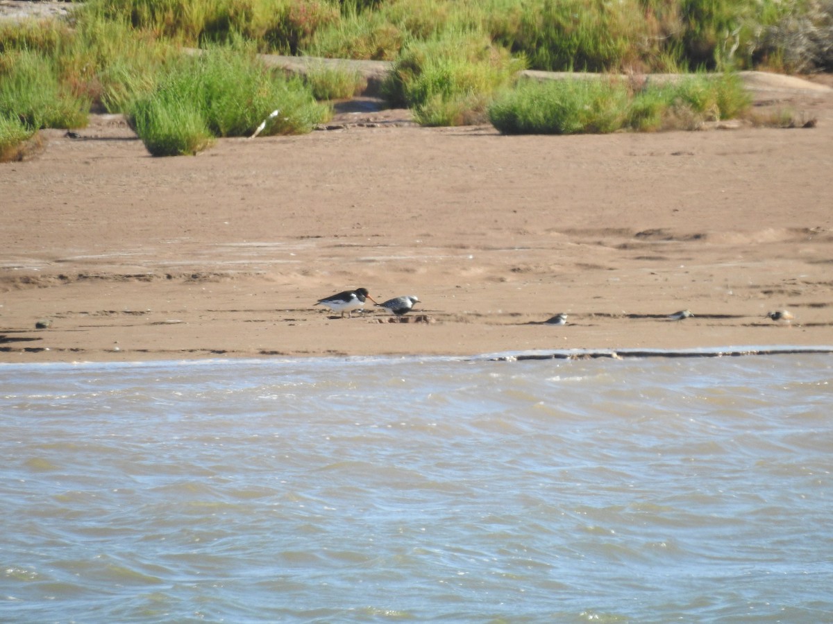 Eurasian Oystercatcher - ML637143263