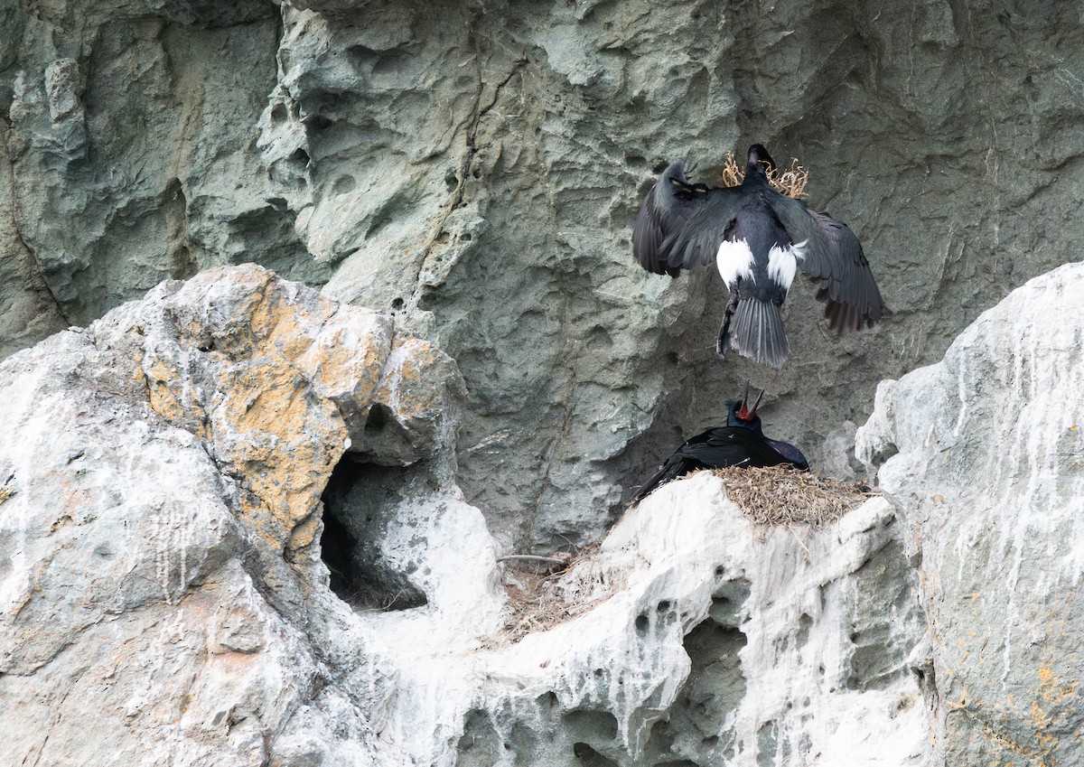 Pelagic Cormorant - ML637143270