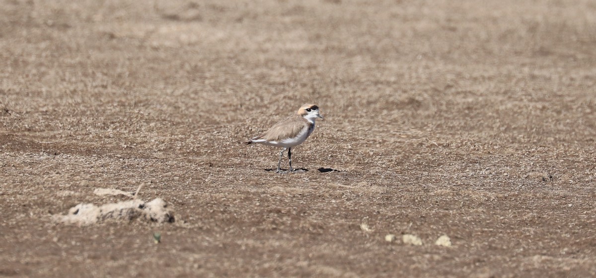 Puna Plover - ML637143290