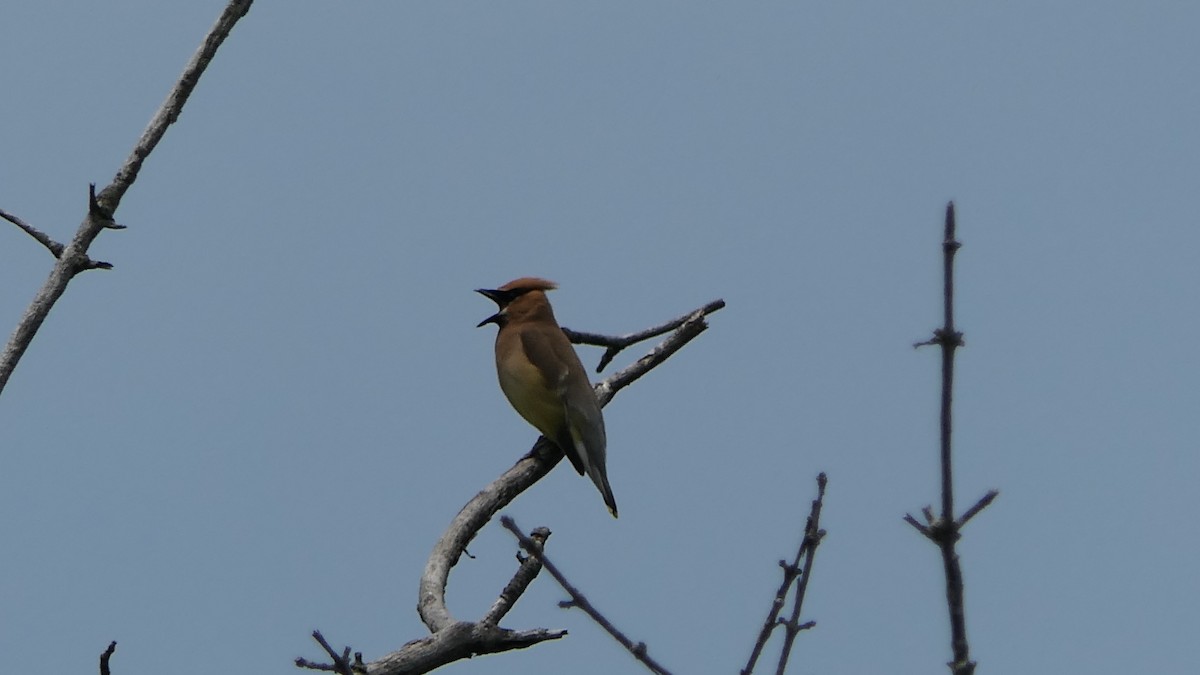 Cedar Waxwing - ML637143339