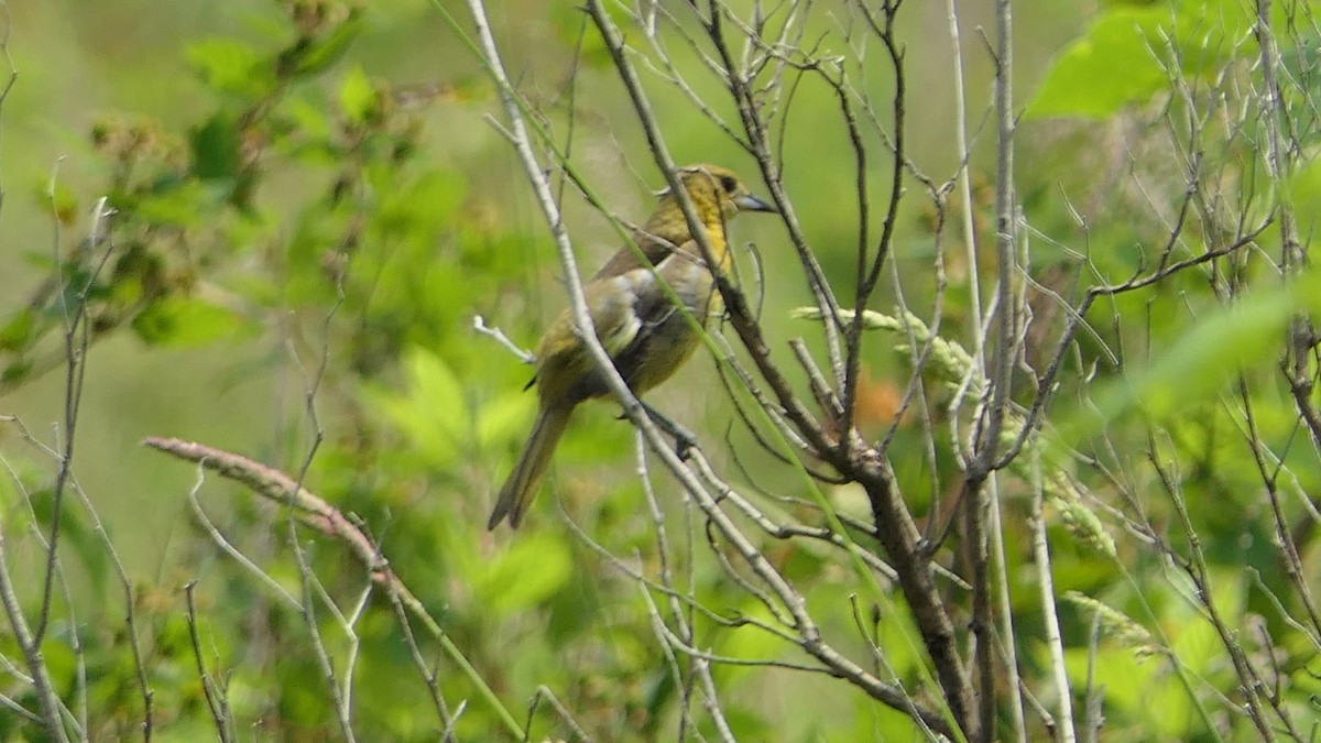 Orchard Oriole - ML637143370