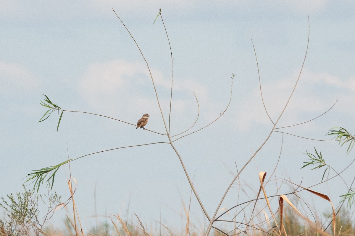 Strange-tailed Tyrant - ML637143416