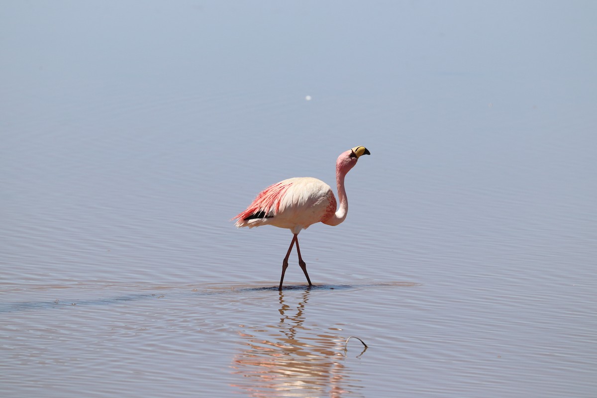 James's Flamingo - ML637143426