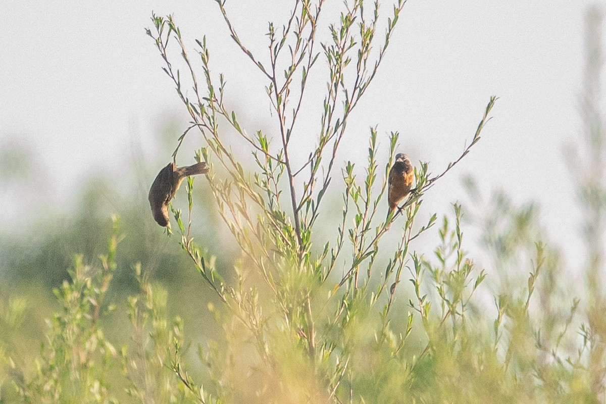 Dark-throated Seedeater - ML637143461