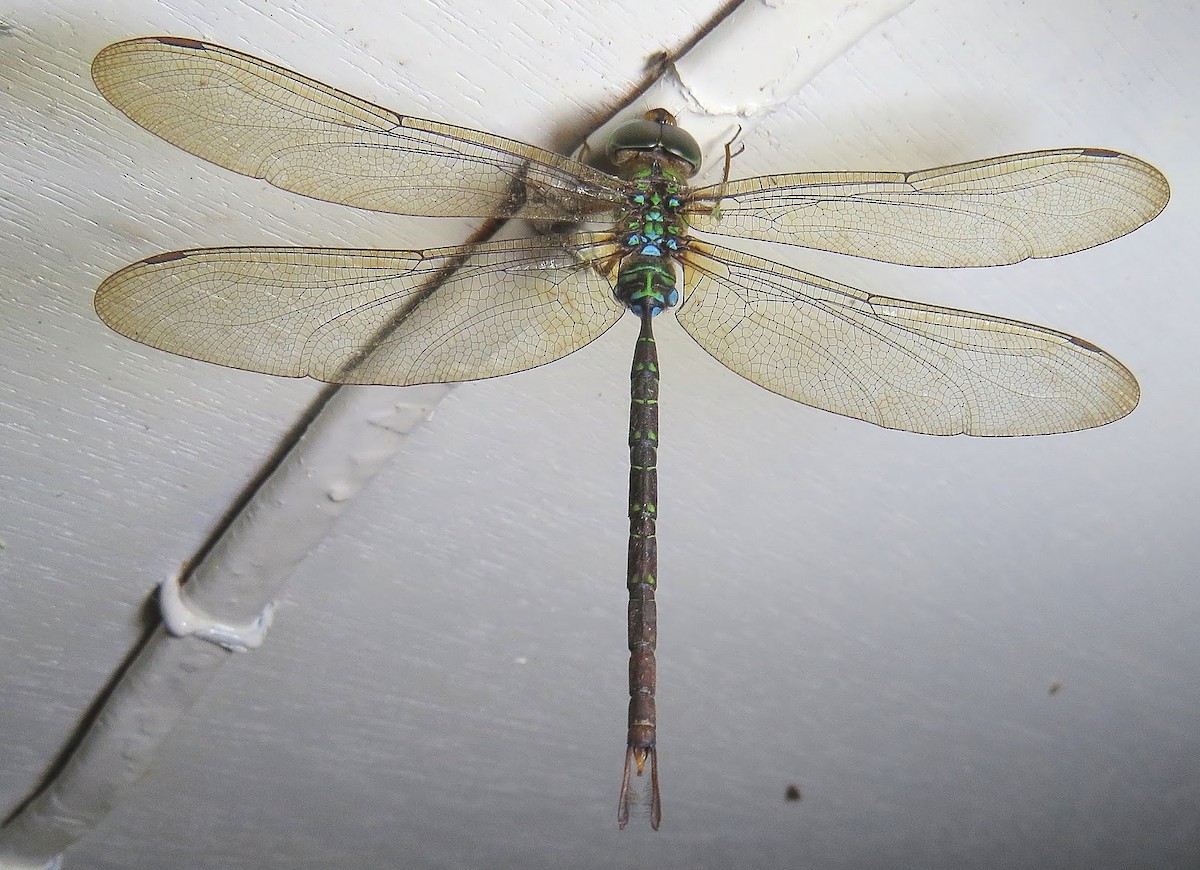 Insects - ML637143523