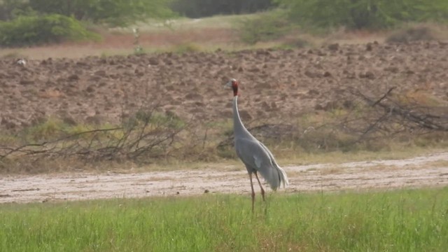 Sarus Crane - ML637143543