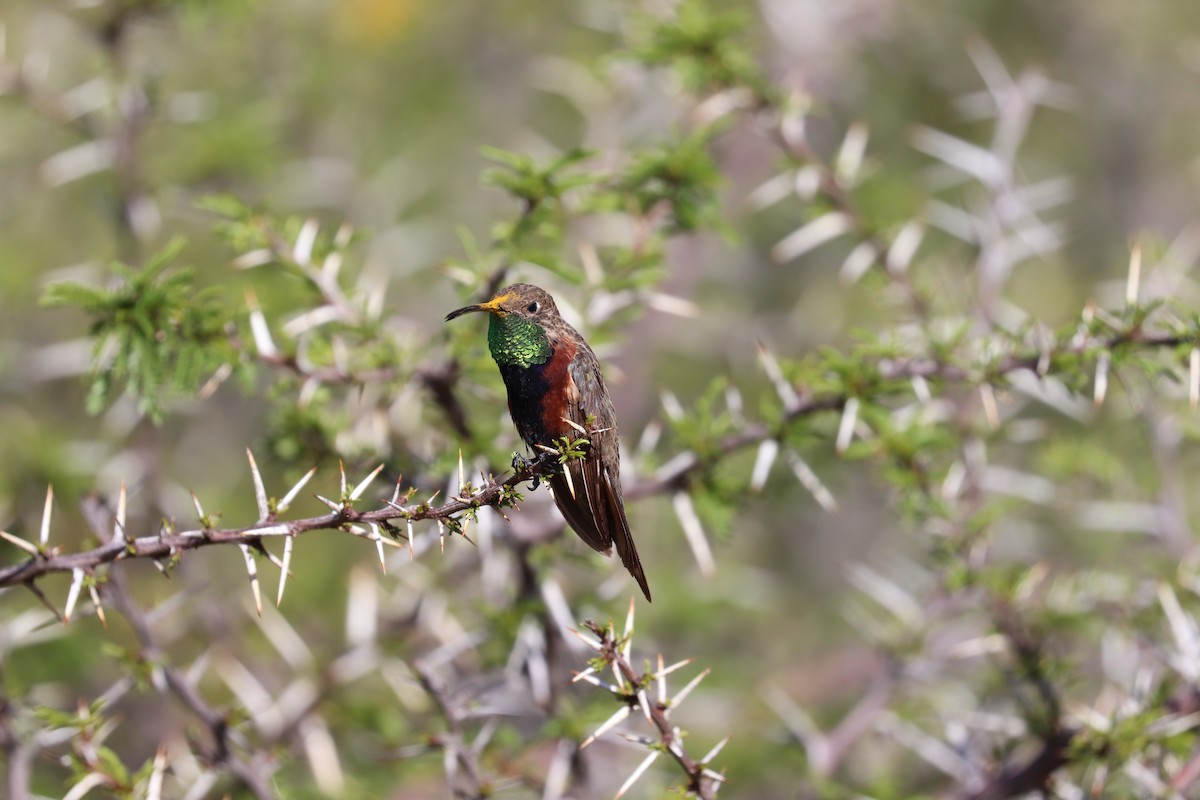 Wedge-tailed Hillstar - ML637143552
