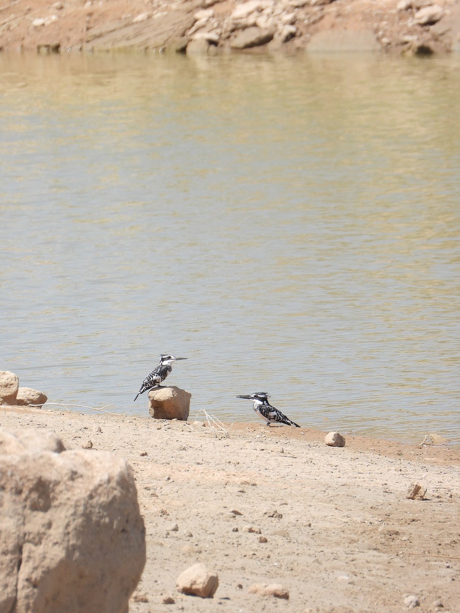 rybařík jižní - ML637143575