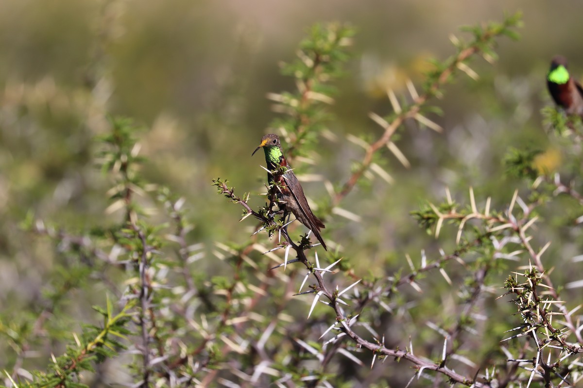 Wedge-tailed Hillstar - ML637143647