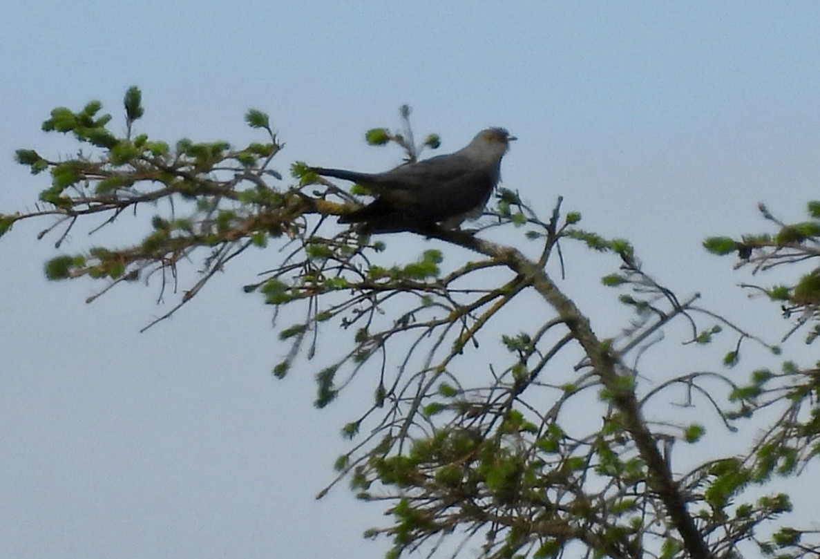 Common Cuckoo - ML637143656