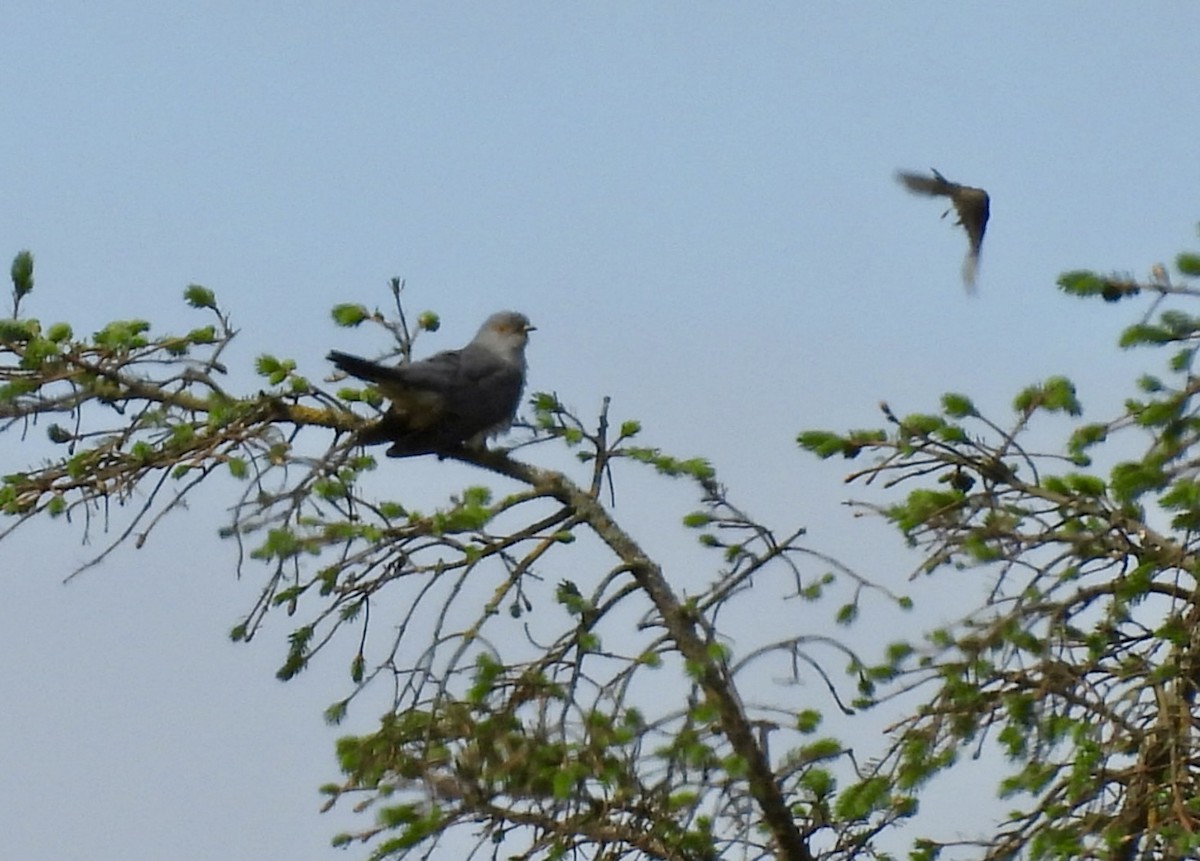 Common Cuckoo - ML637143657