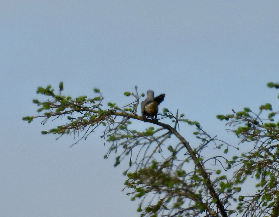 Common Cuckoo - ML637143659