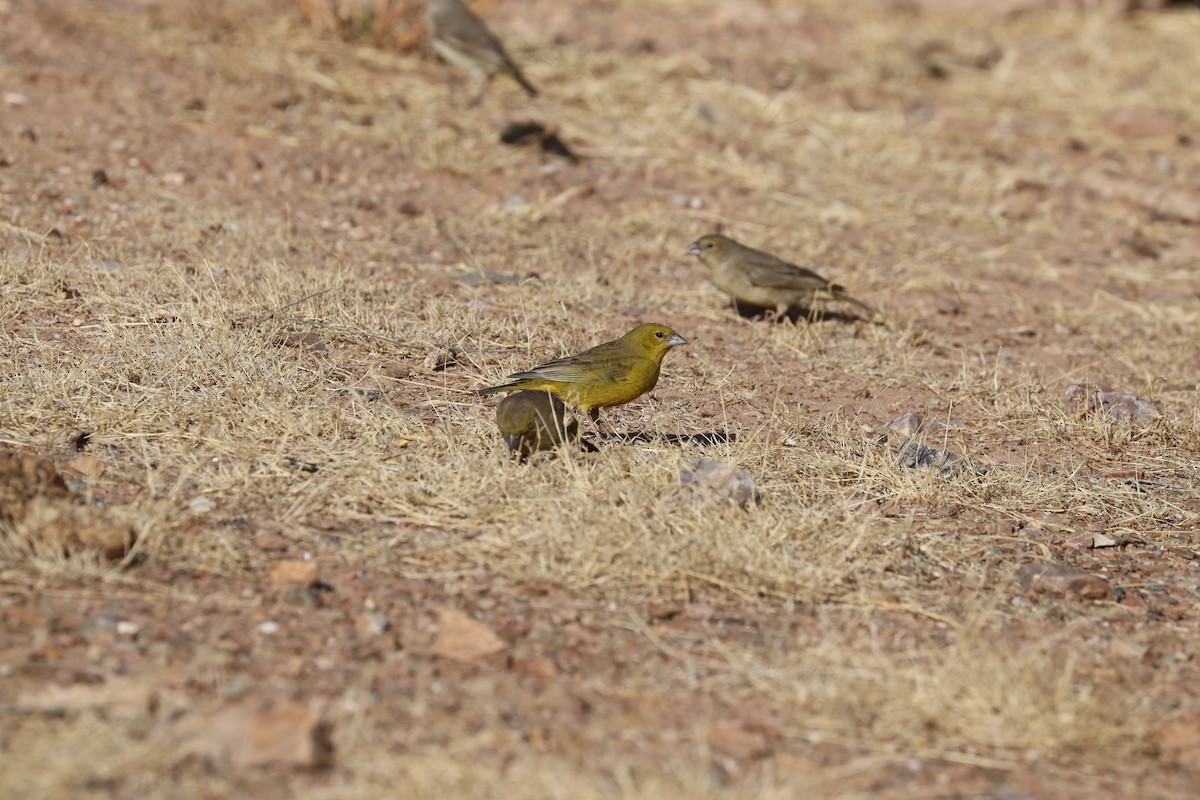 Greenish Yellow-Finch - ML637143728