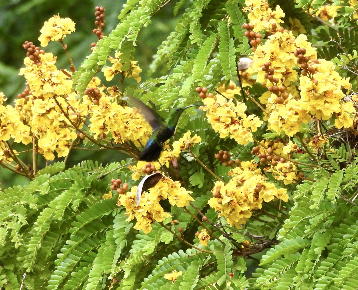 Green-throated Carib - ML637143792
