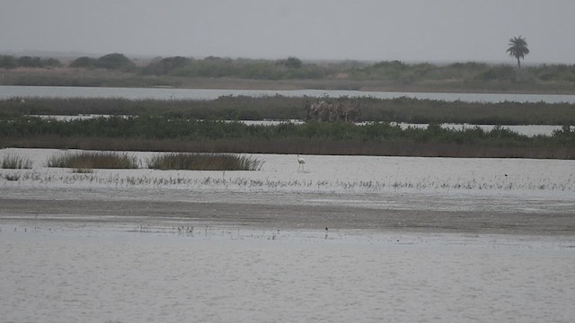 Whooping Crane - ML637143844