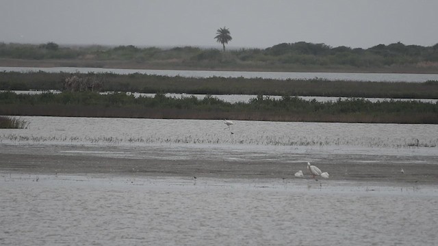 Whooping Crane - ML637143845