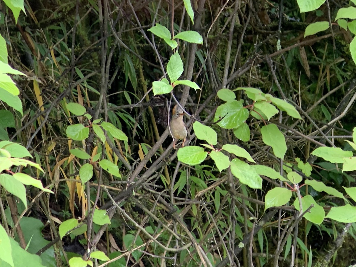 Rufous-vented Yuhina - ML637143906