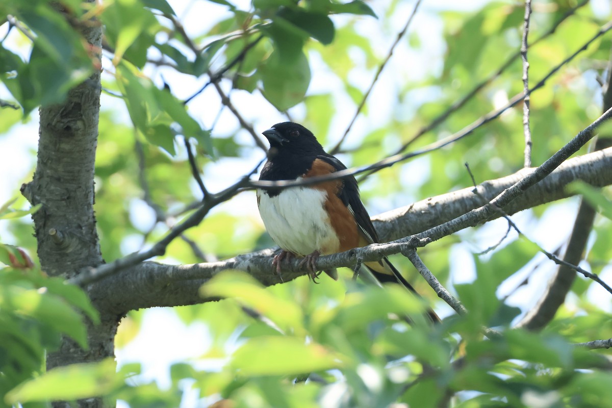 Eastern Towhee - ML637143918