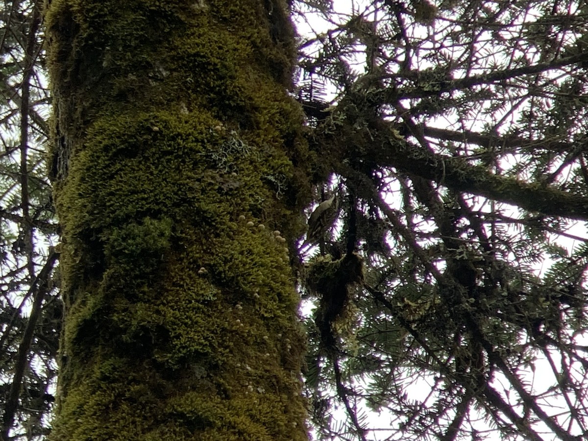 Sichuan Treecreeper - ML637143920